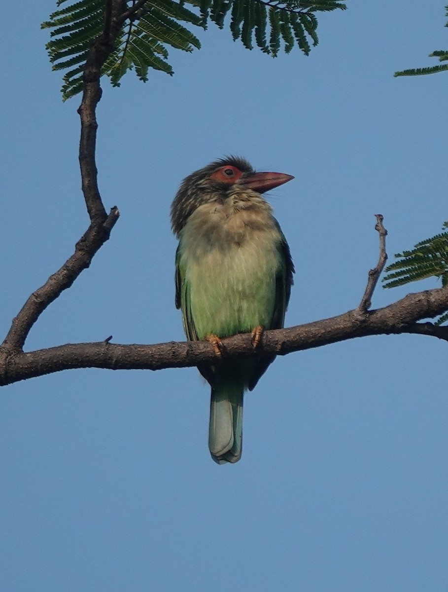 Brown-headed Barbet - ML643171138