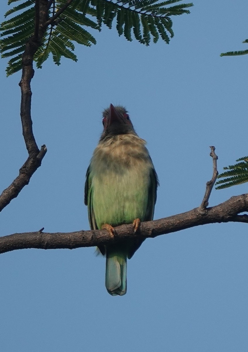 Brown-headed Barbet - ML643171139