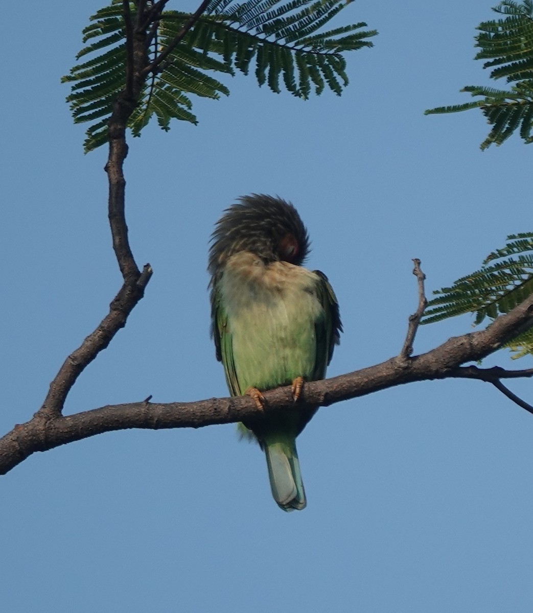 Brown-headed Barbet - ML643171140