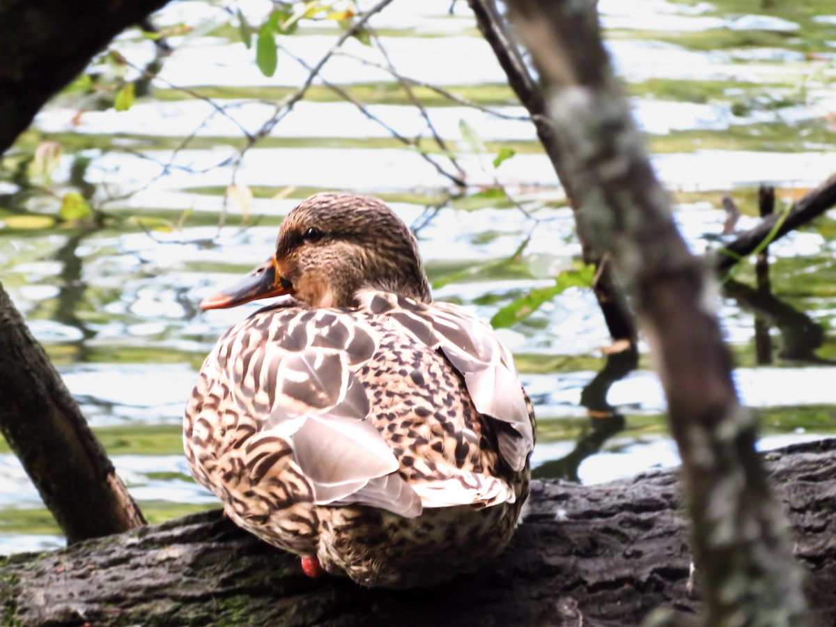 Mallard - ML643171141