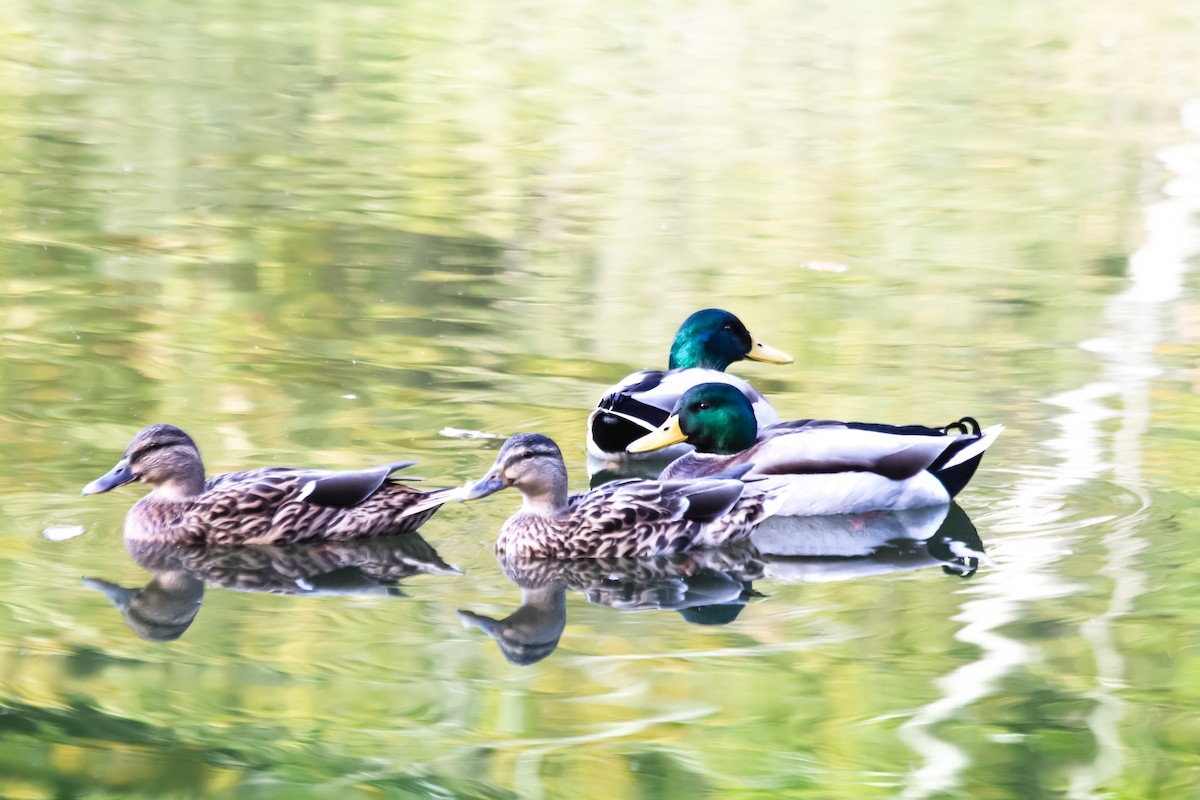 Mallard - ML643171142
