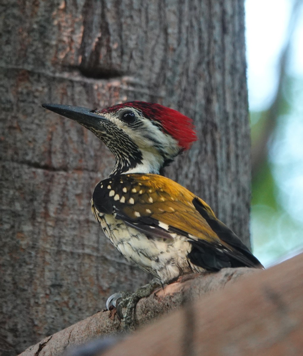 Black-rumped Flameback - ML643171143