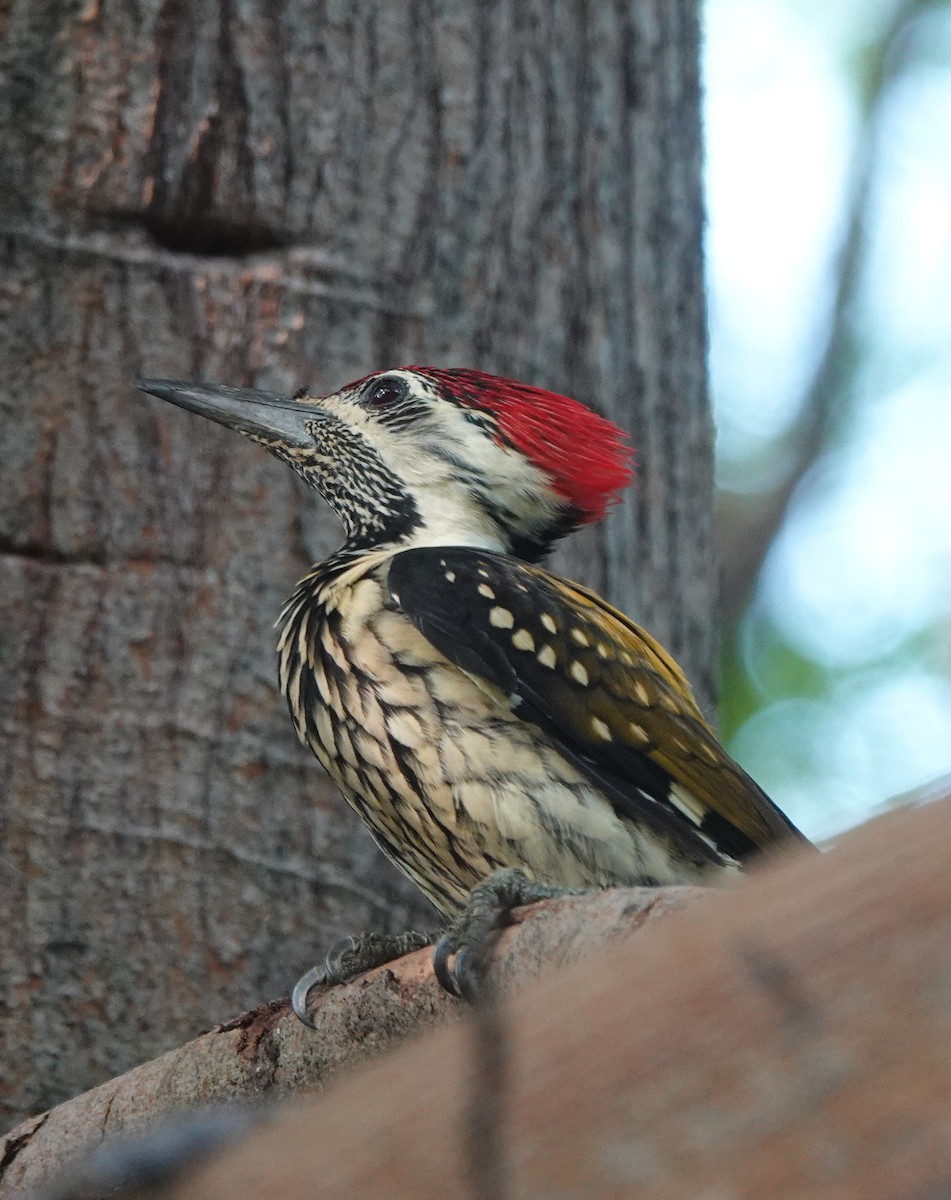 Black-rumped Flameback - ML643171144