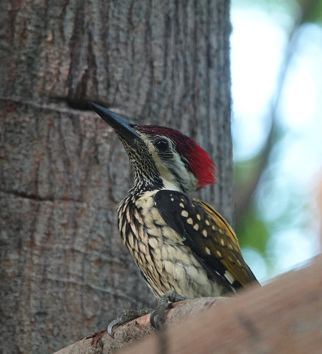 Black-rumped Flameback - ML643171145