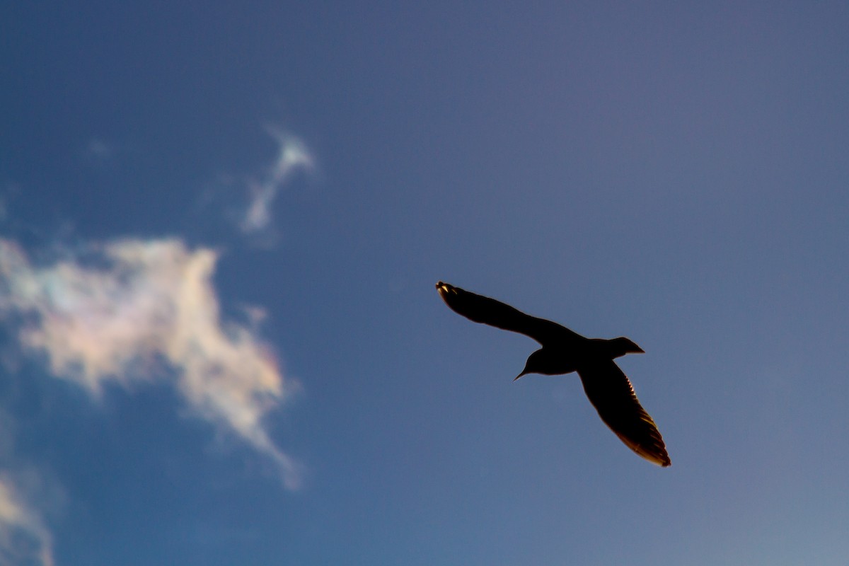 Black-headed Gull - ML643171146