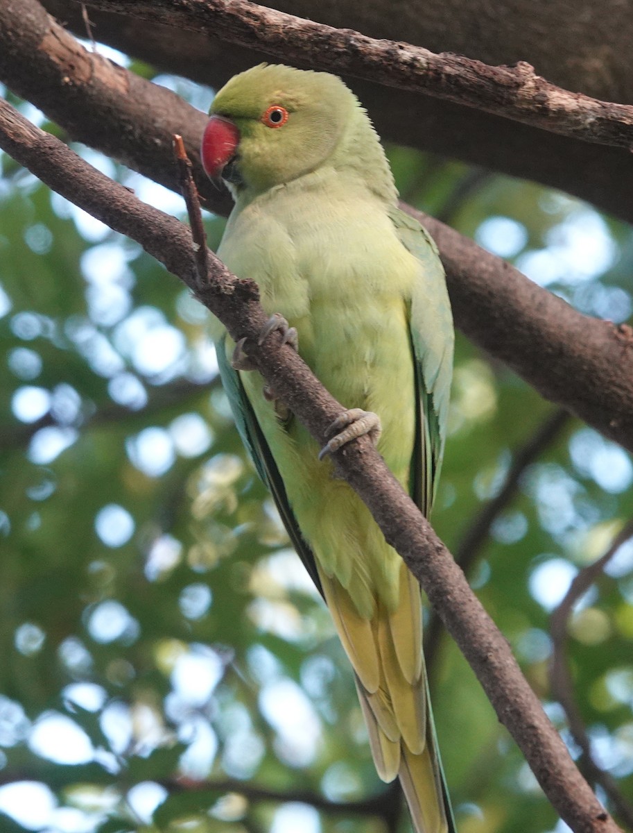 Rose-ringed Parakeet - ML643171147