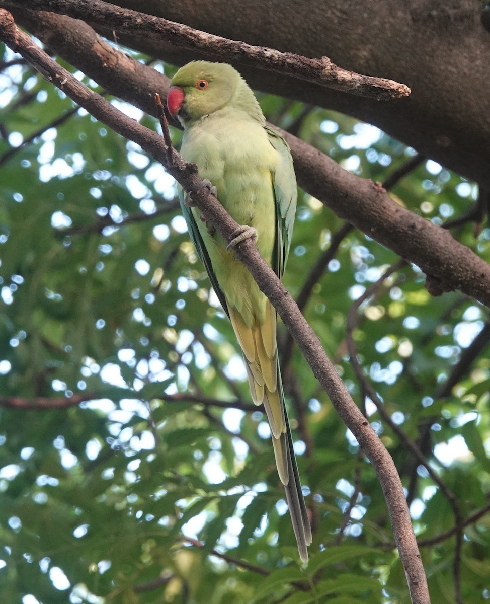 Rose-ringed Parakeet - ML643171148