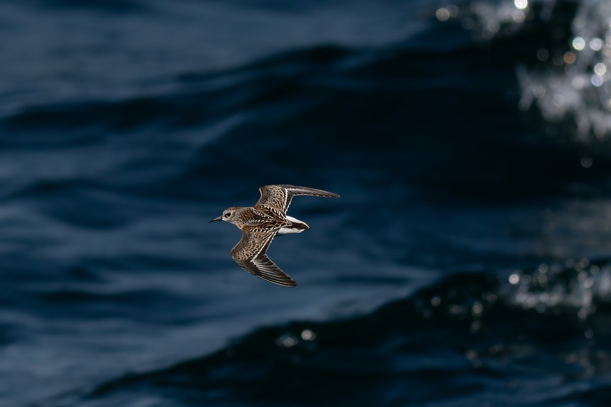 Least Sandpiper - ML643171149