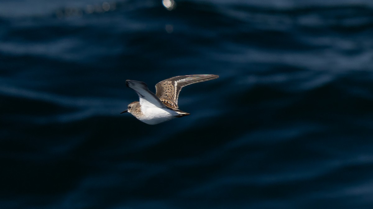 Least Sandpiper - ML643171150