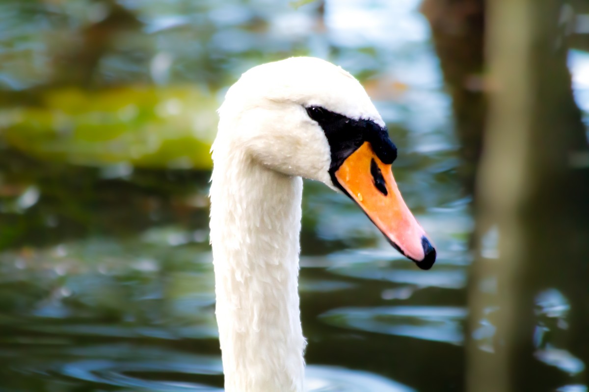 Mute Swan - ML643171151