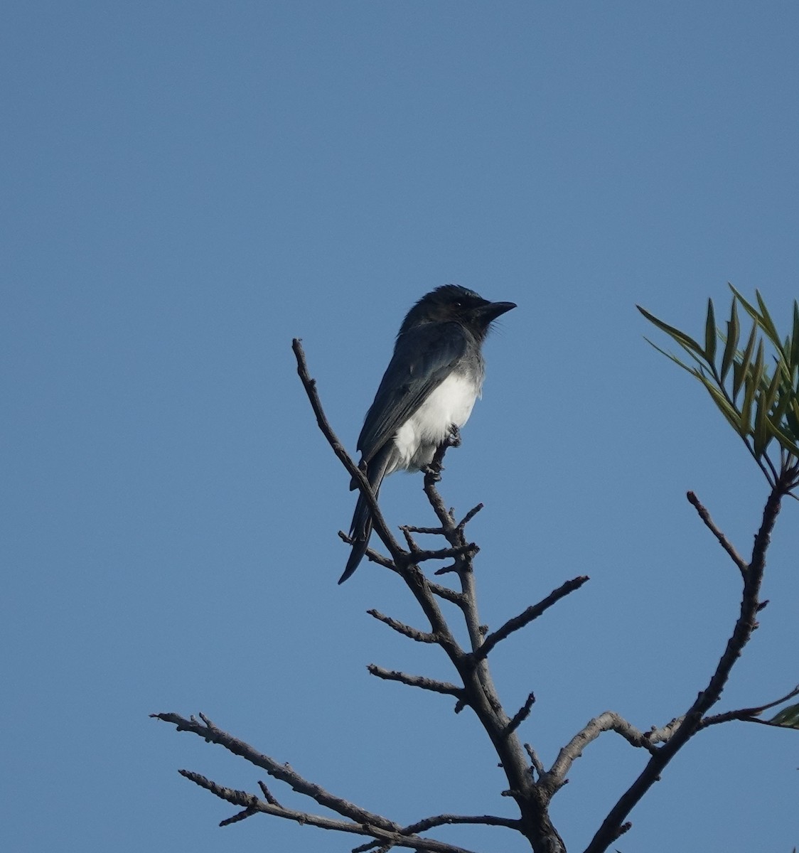 White-bellied Drongo - ML643171152
