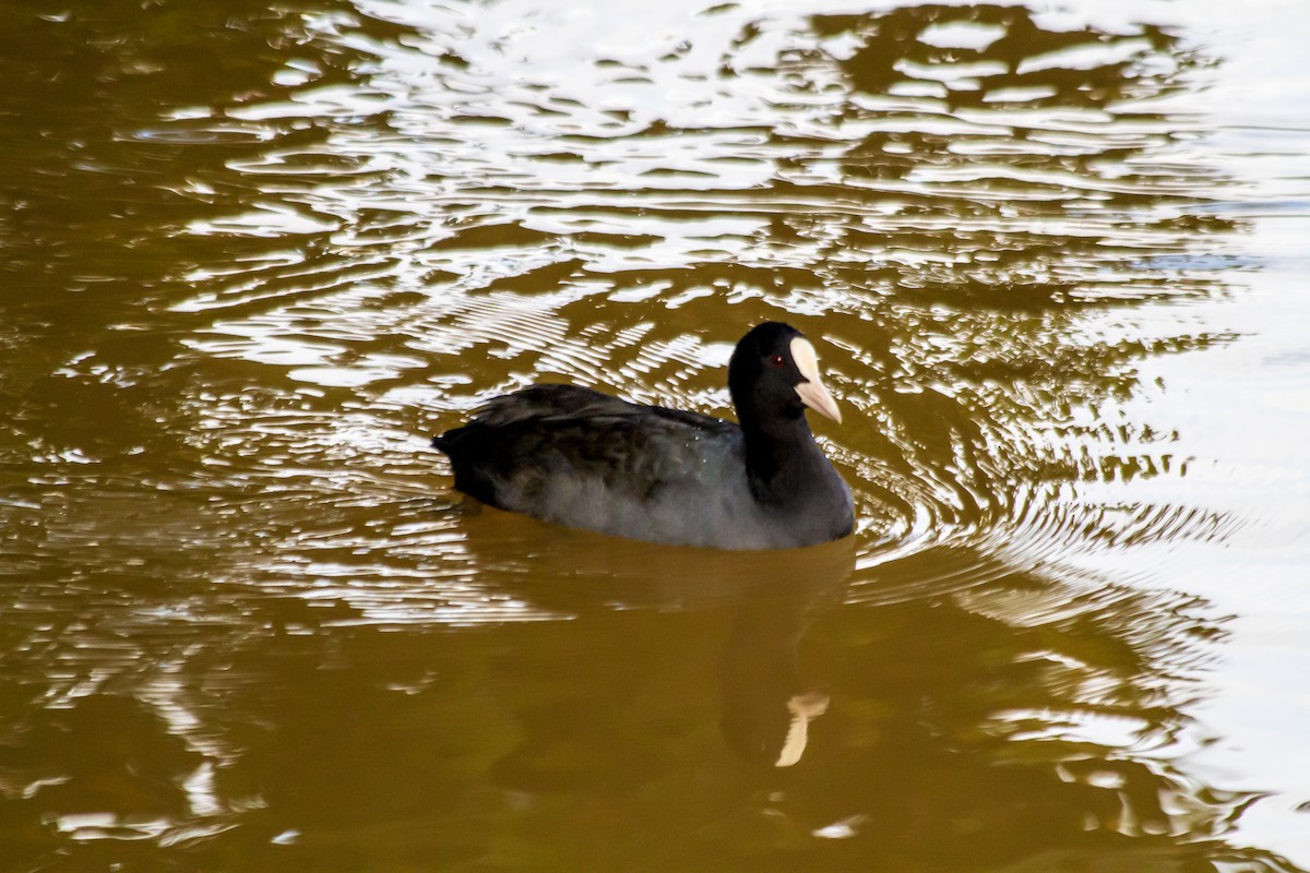 Eurasian Coot - ML643171169