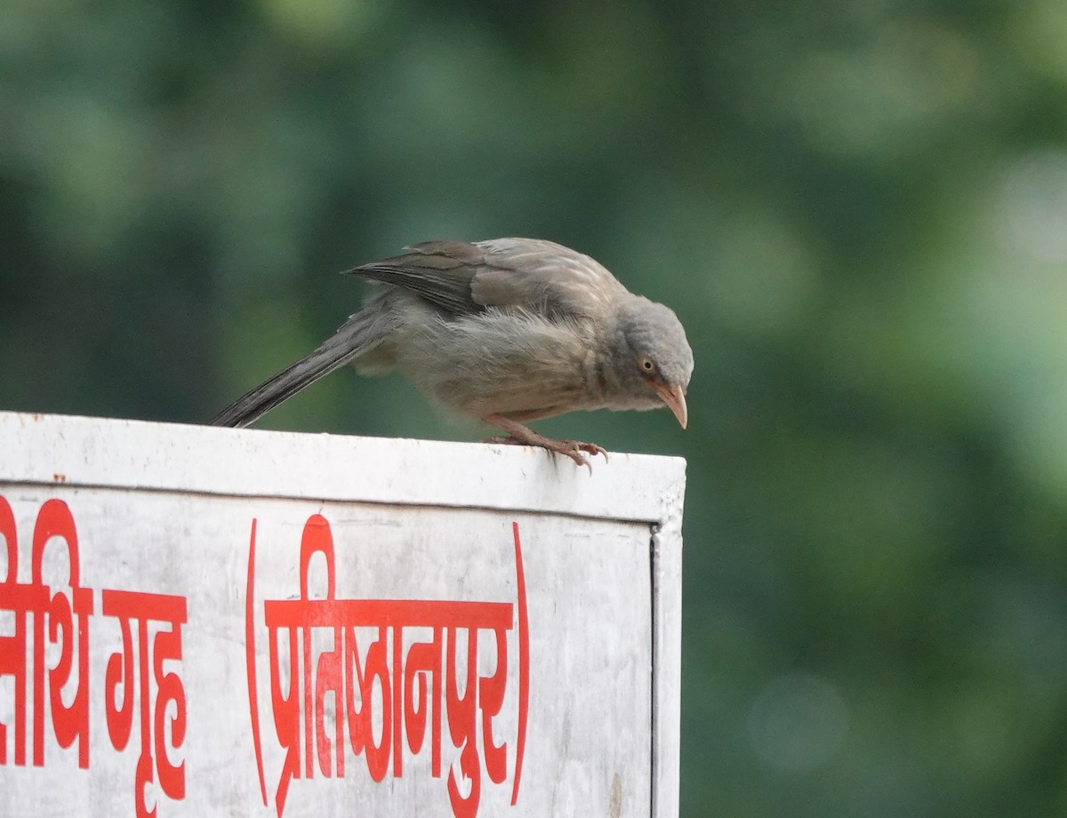 Jungle Babbler - ML643171170