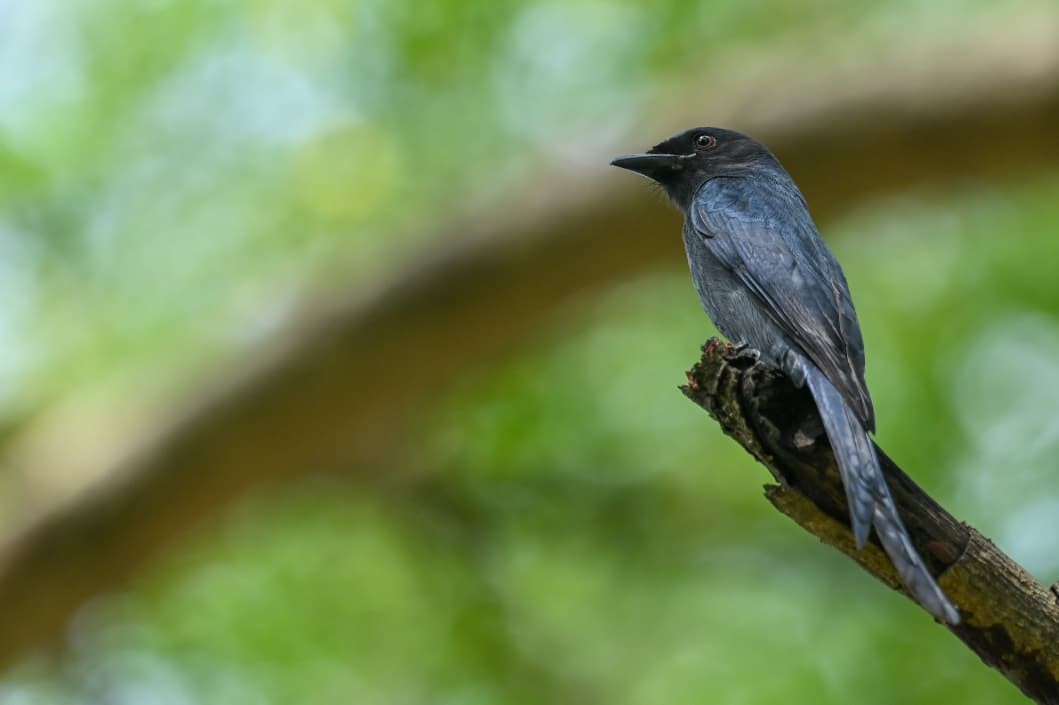 Ashy Drongo - ML643171172