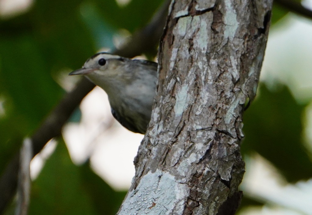 Black-and-white Warbler - ML643171174