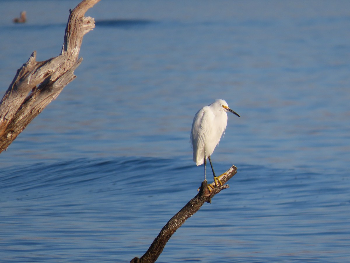 Snowy Egret - ML643171176