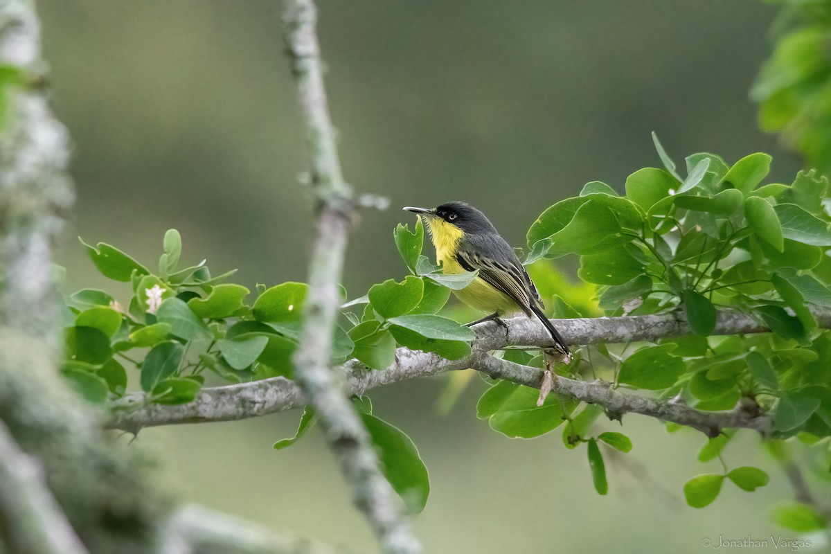 Common Tody-Flycatcher - ML643171177