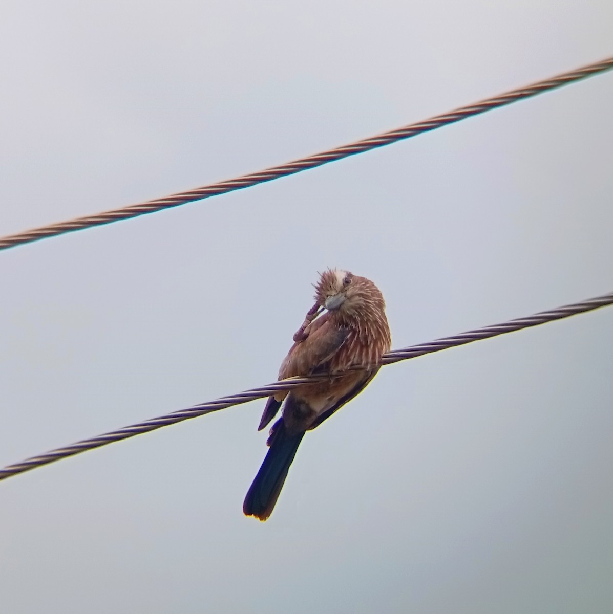 Purple Roller - ML643171178