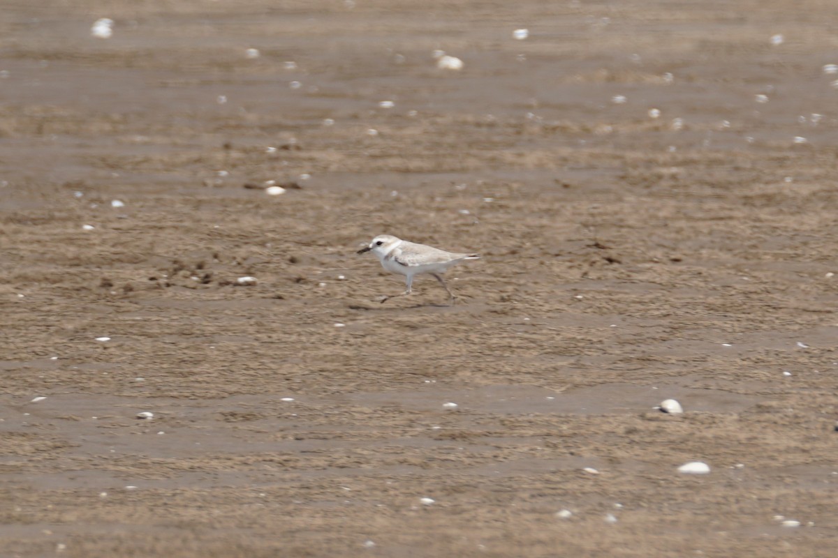 Red Collared-Dove - ML643171184