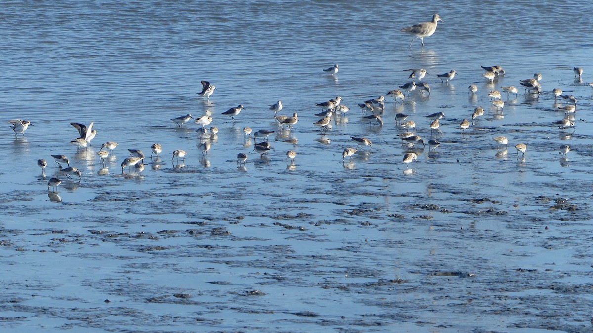 Western Sandpiper - ML643171185