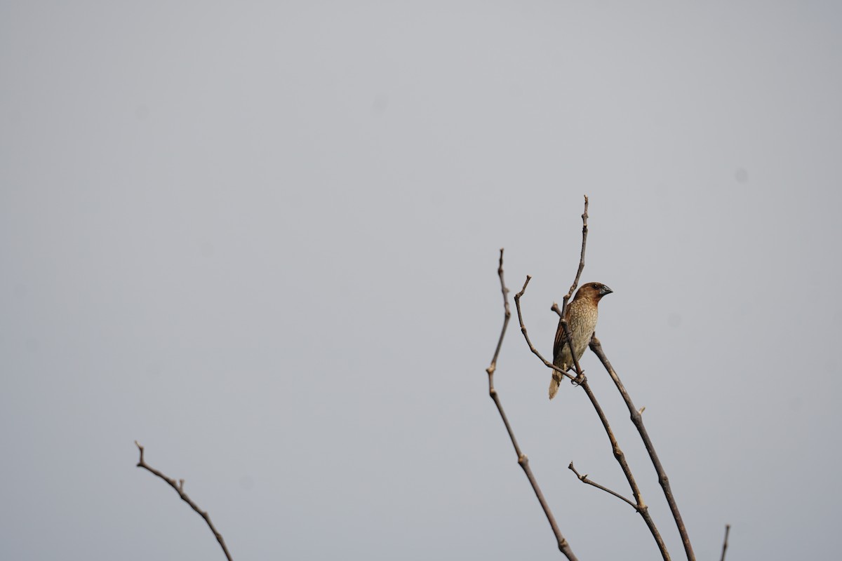 Red Collared-Dove - ML643171186