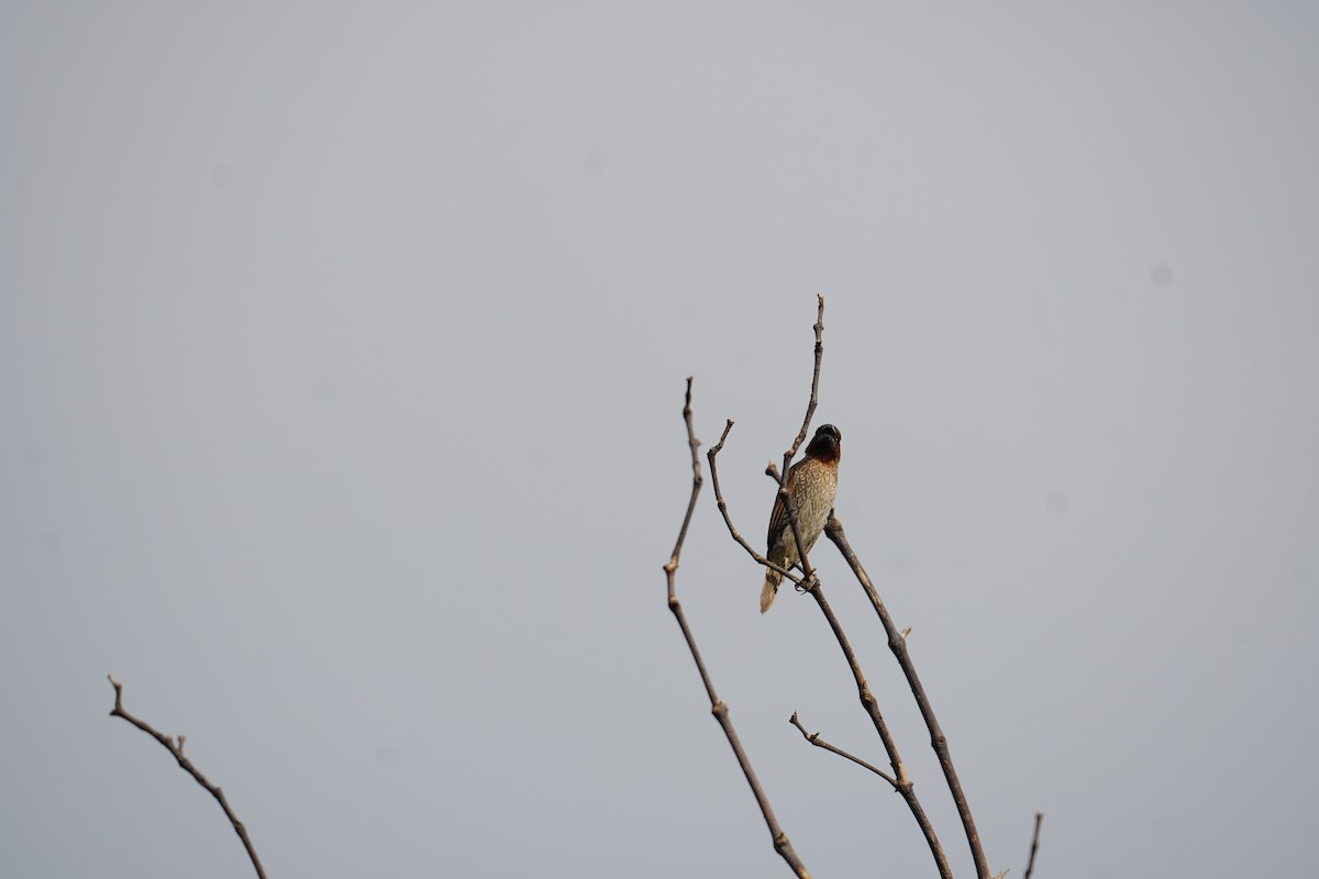 Red Collared-Dove - ML643171188