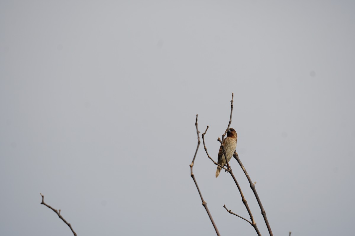 Red Collared-Dove - ML643171189