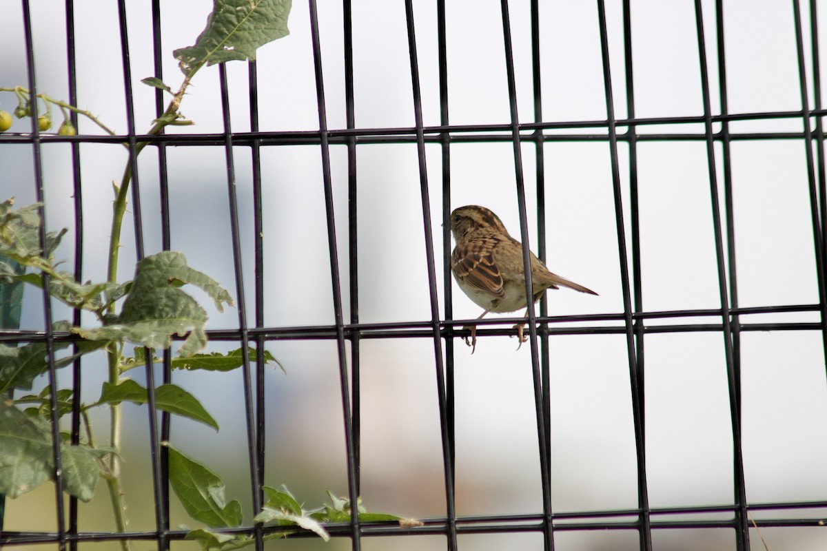 White-throated Sparrow - ML643171200