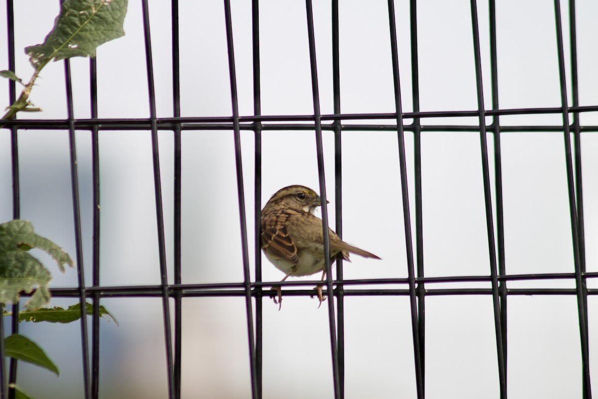 White-throated Sparrow - ML643171201