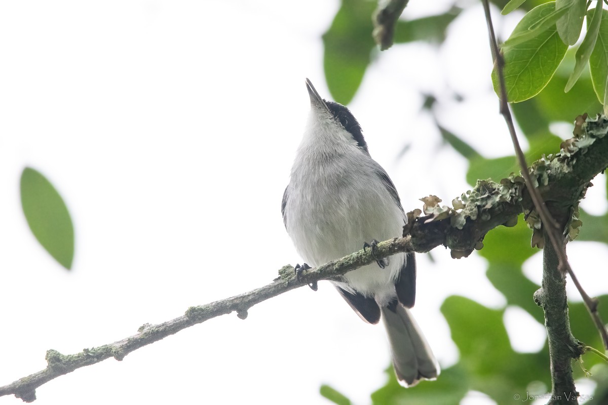 Tropical Gnatcatcher - ML643171202