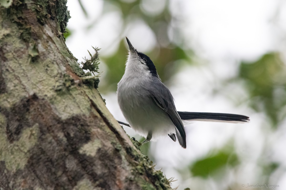 Tropical Gnatcatcher - ML643171203