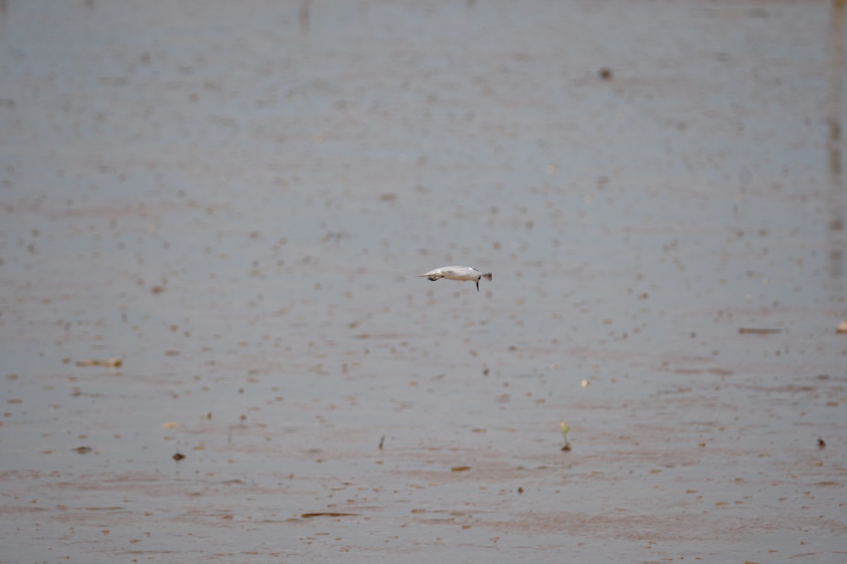 Zebra Dove - ML643171204