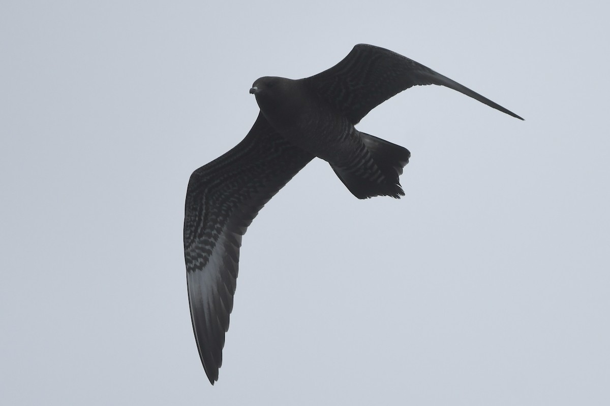 Long-tailed Jaeger - ML643171208