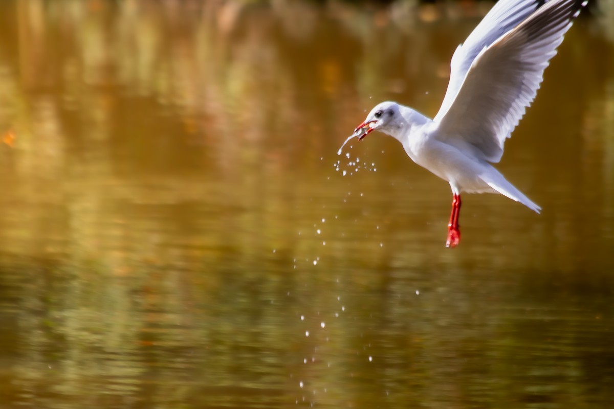 Black-headed Gull - ML643171210