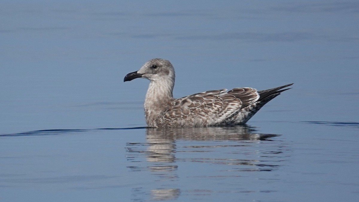 Goéland d'Audubon - ML643171223