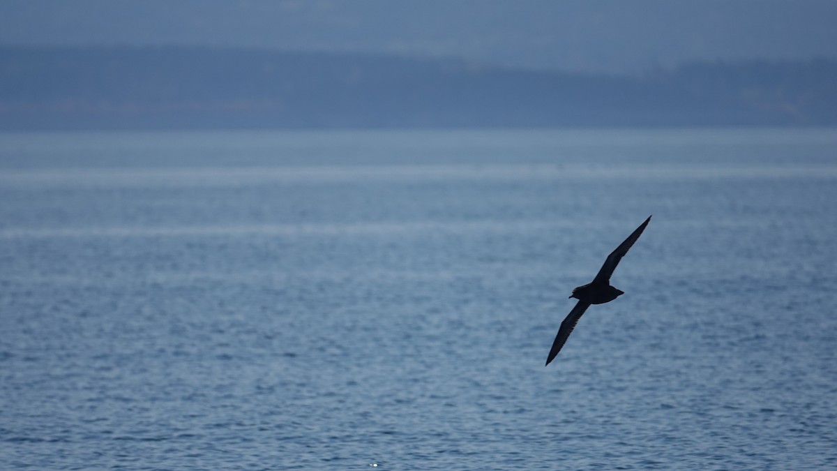 Puffin à bec grêle - ML643171229