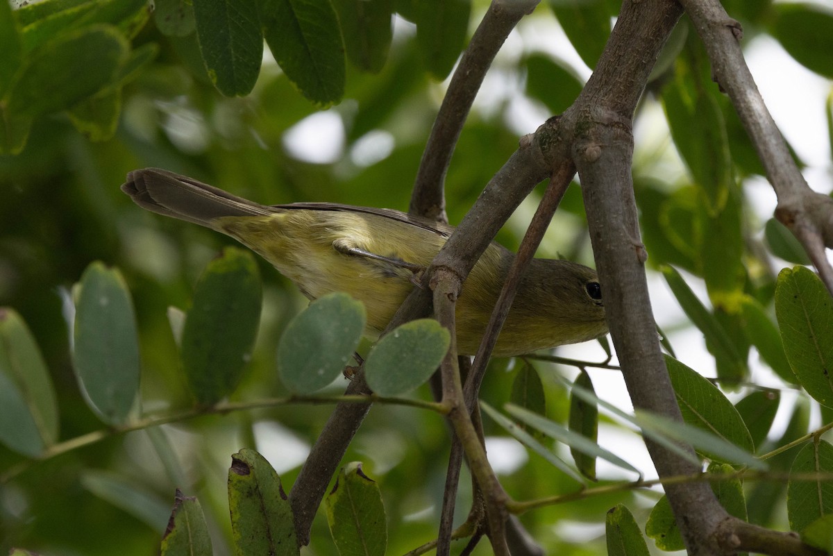 Orange-crowned Warbler (Gray-headed) - ML643171254