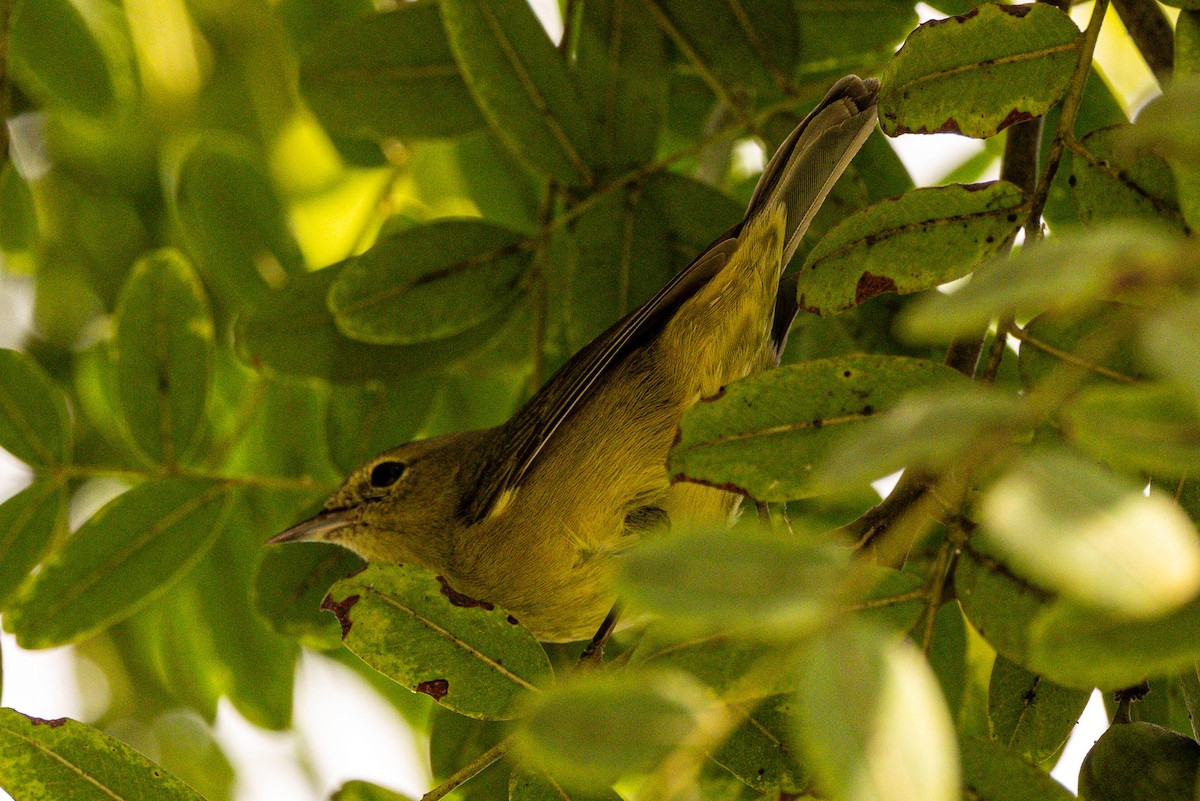Orange-crowned Warbler (Gray-headed) - ML643171255