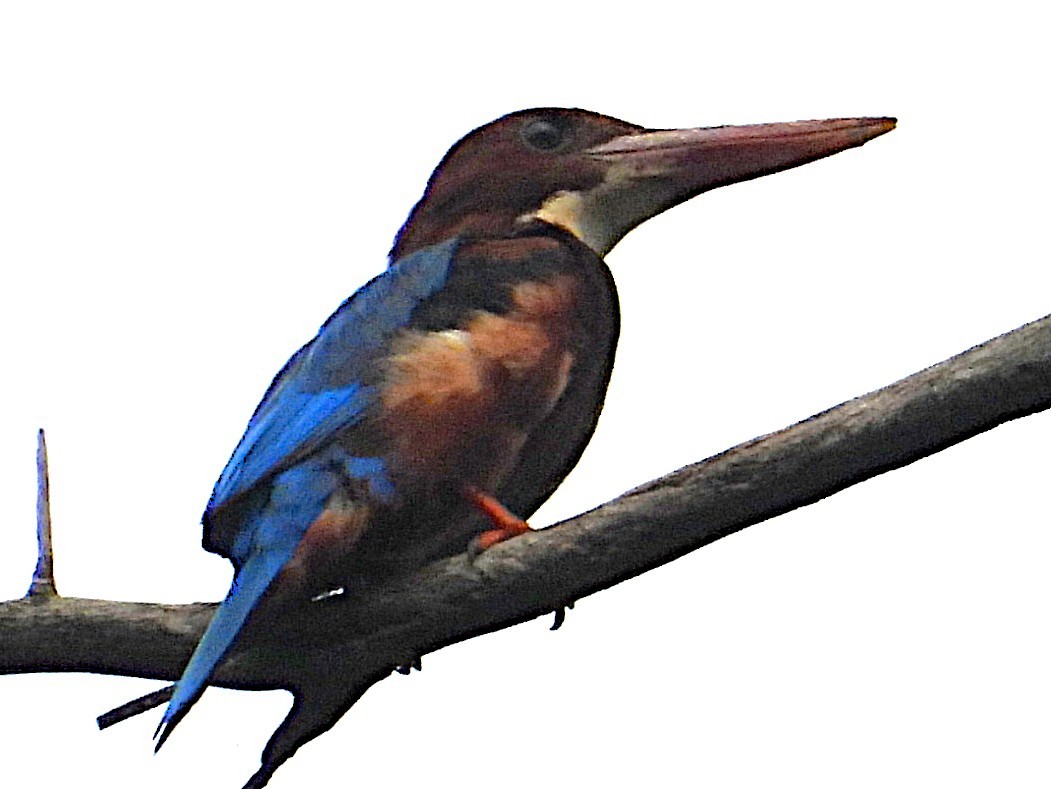 White-throated Kingfisher - ML643171256