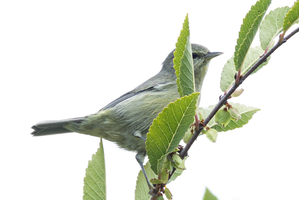 Orange-crowned Warbler (Gray-headed) - ML643171257