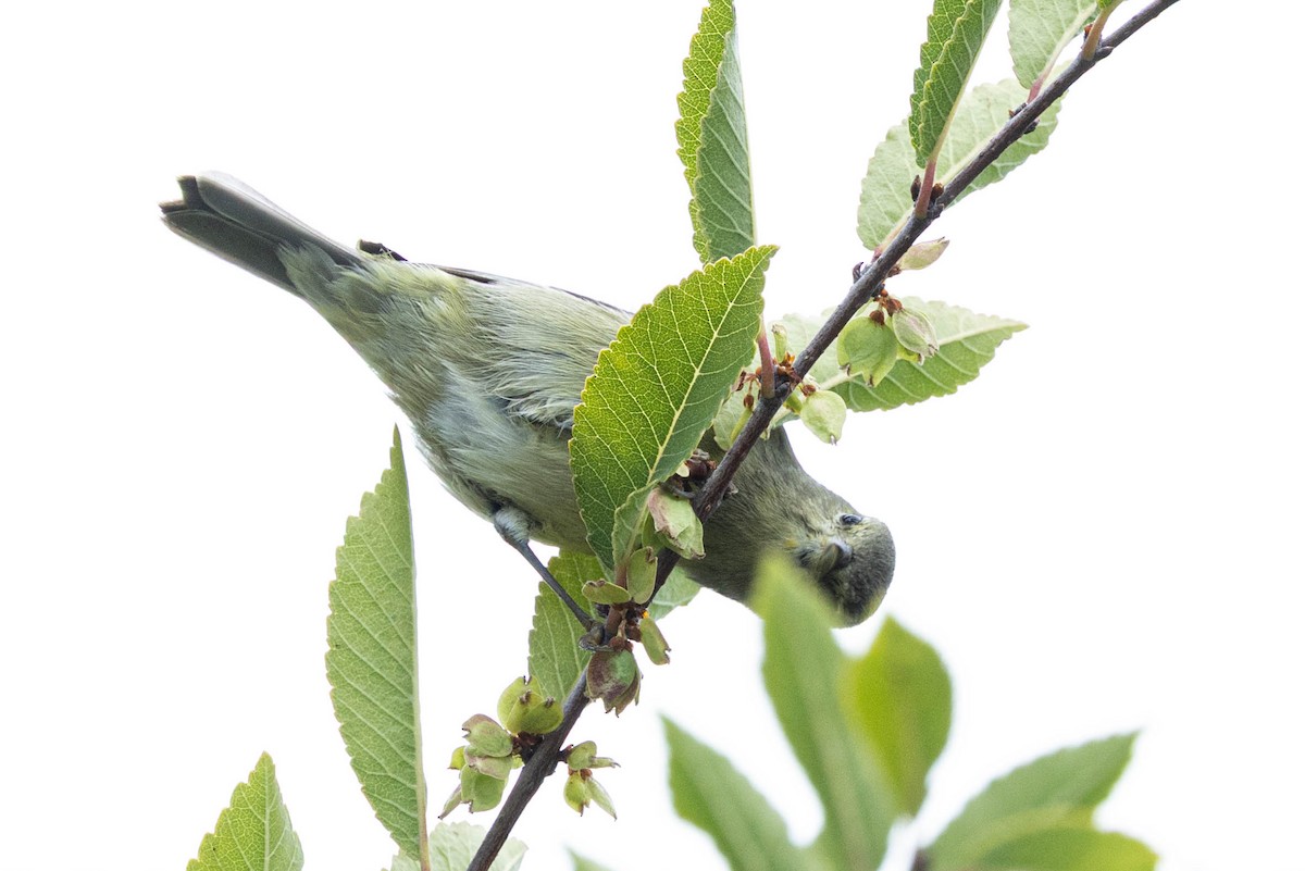 Orange-crowned Warbler (Gray-headed) - ML643171258