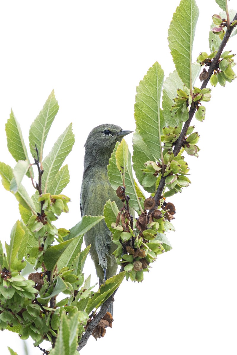 Orange-crowned Warbler (Gray-headed) - ML643171259