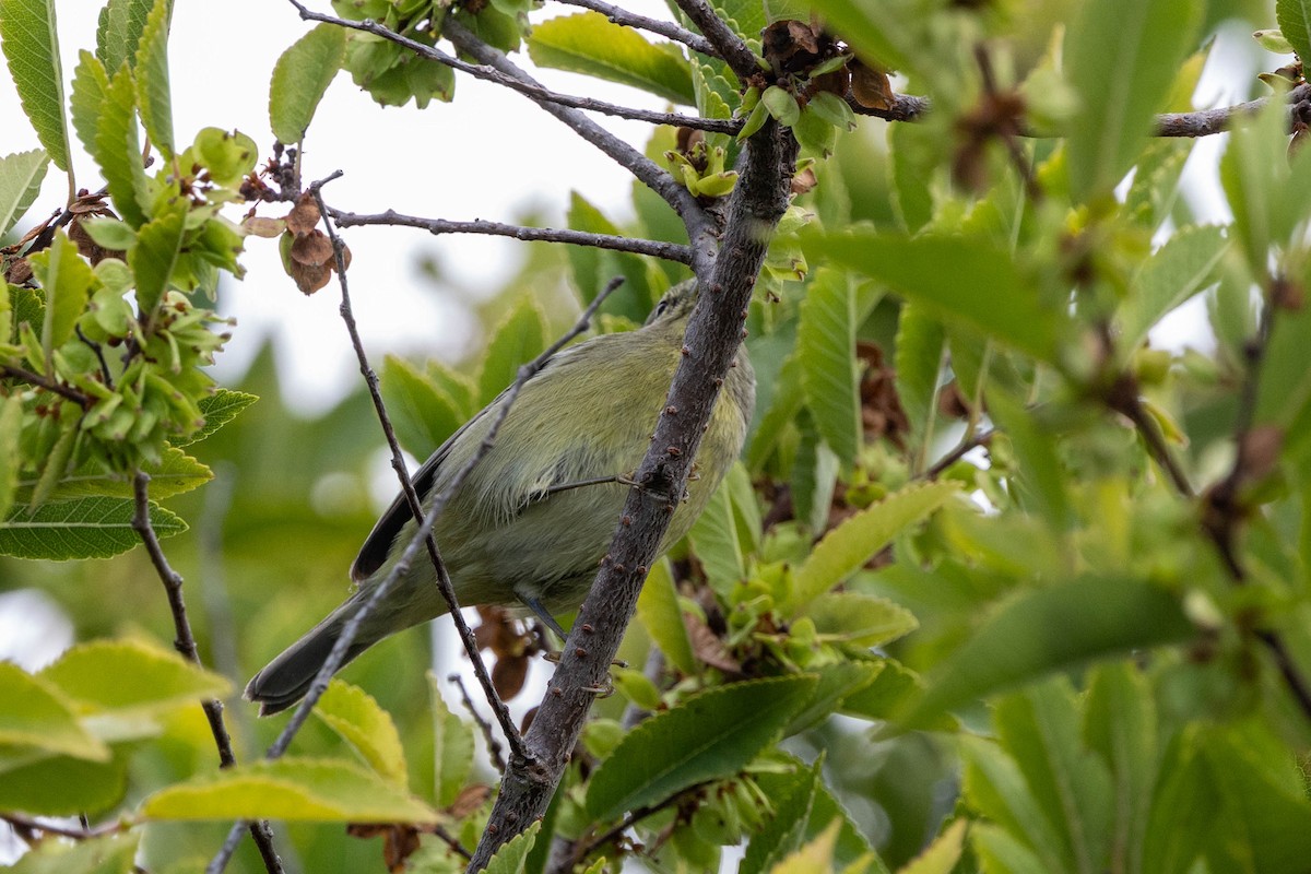 Orange-crowned Warbler (Gray-headed) - ML643171260