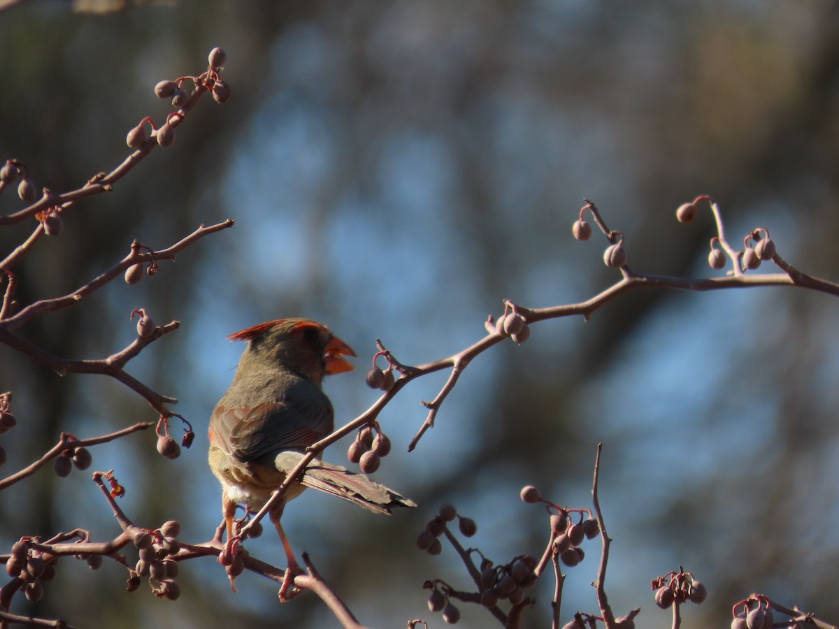 Northern Cardinal - ML643171261