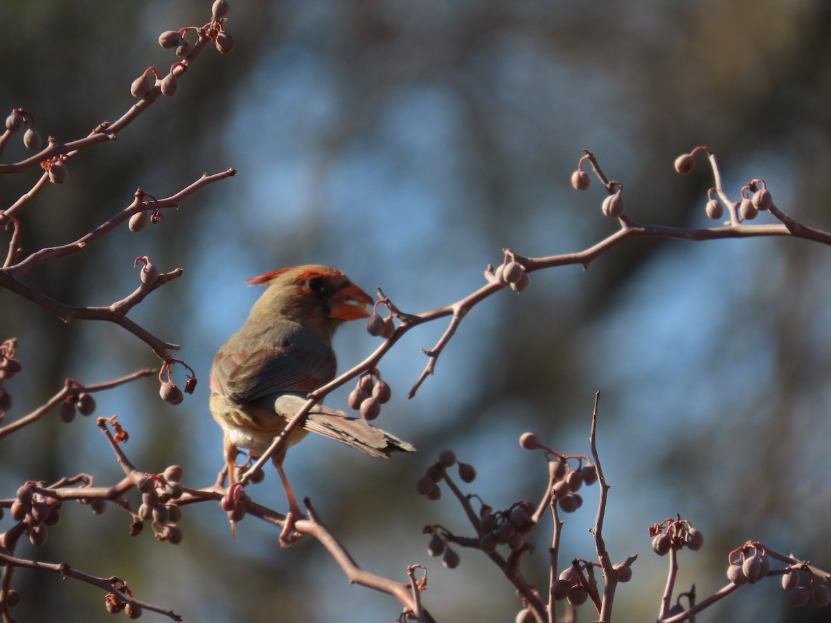 Northern Cardinal - ML643171262