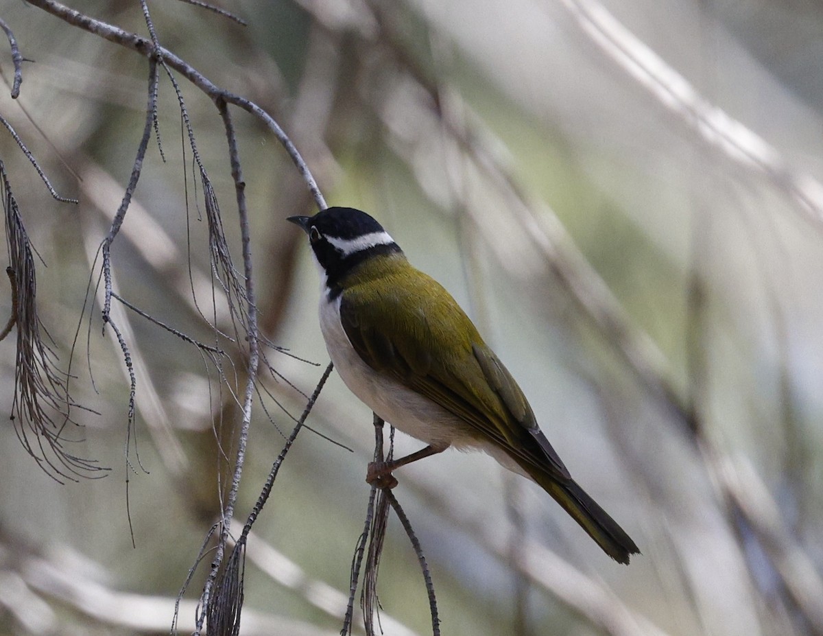 White-throated Honeyeater - ML643171264