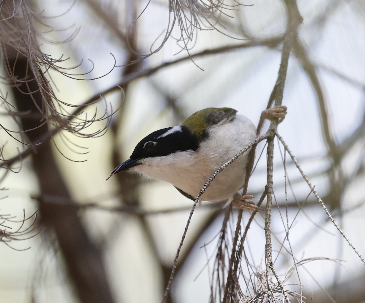 White-throated Honeyeater - ML643171265