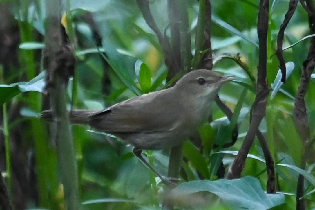 Blyth's Reed Warbler - ML643171281