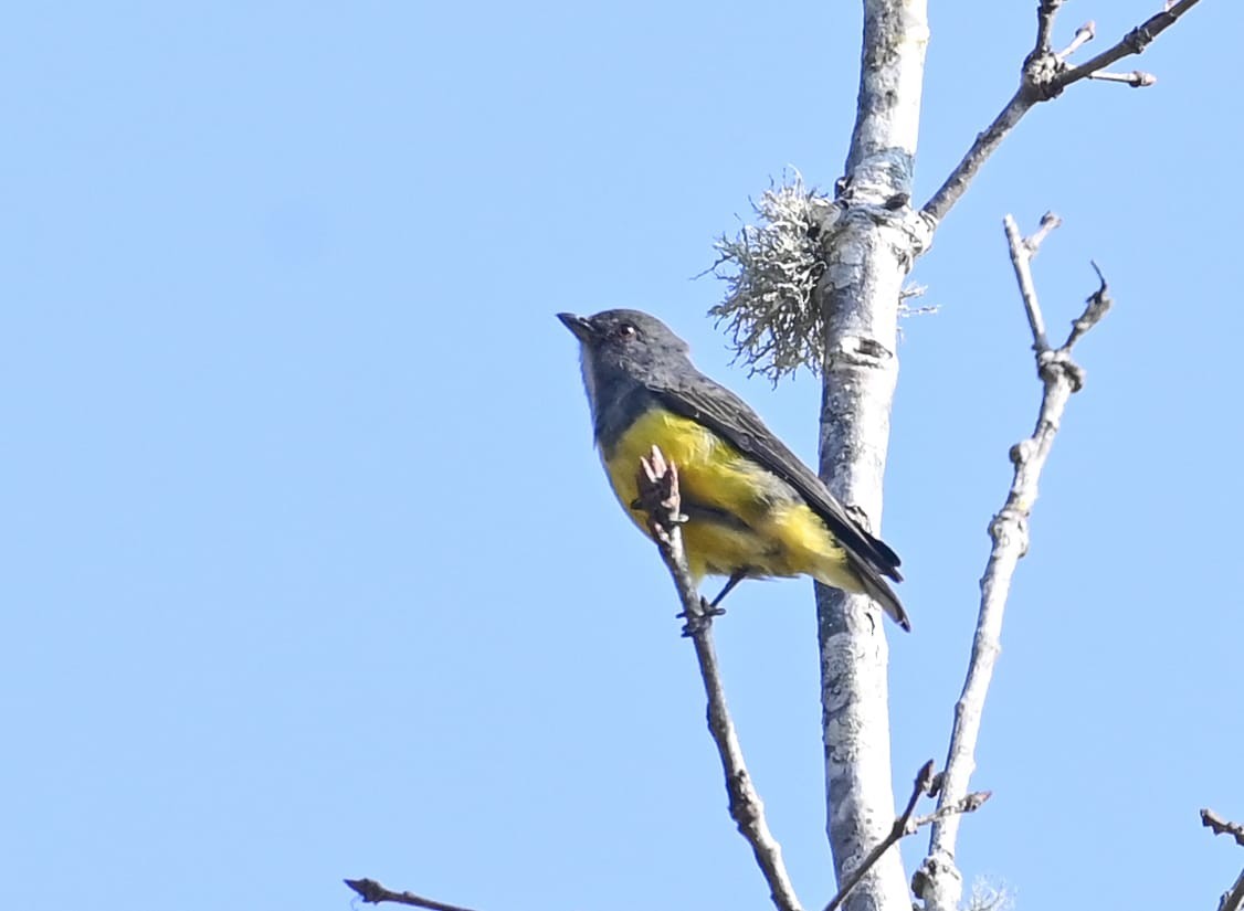 Yellow-bellied Flowerpecker - ML643171332