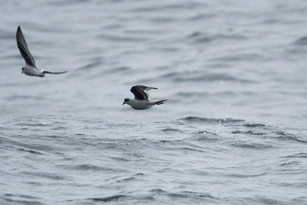 Fork-tailed Storm-Petrel - ML643171347